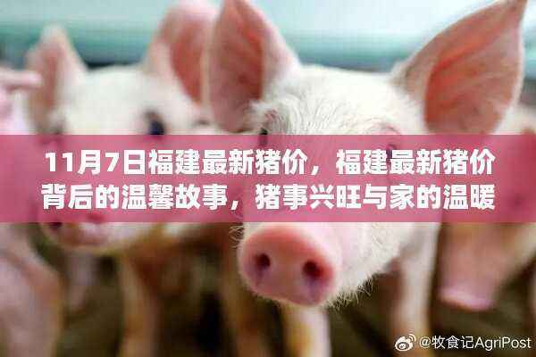 福建最新猪价背后的故事,猪事兴旺与家的温暖时光(11月7日)