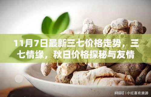 秋日三七情缘,最新价格走势与秋日价格探秘的温暖时光