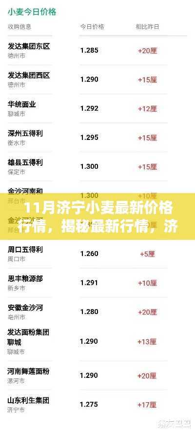 揭秘济宁小麦最新行情,十一月价格走势分析与预测