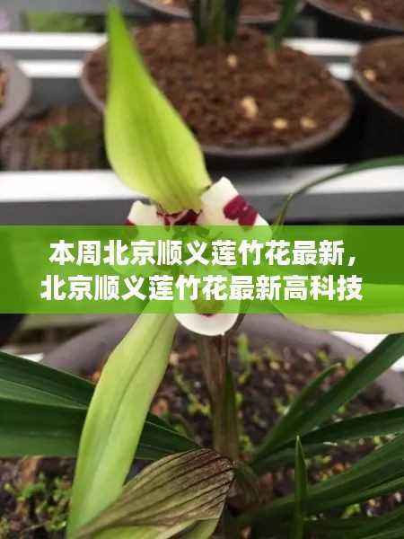 北京顺义莲竹花最新高科技产品惊艳亮相,体验未来科技,生活巨变触手可及