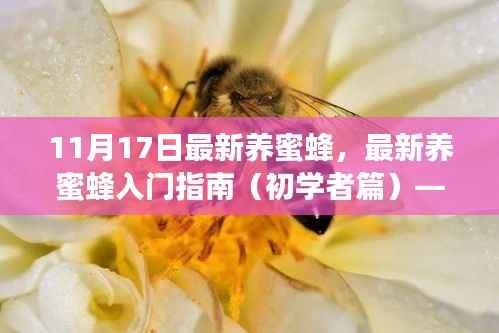 最新养蜜蜂入门指南(初学者篇)——11月17日专版