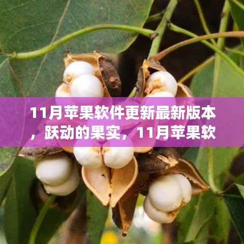 跃动的果实,11月苹果软件更新背后的励志故事与自信成就之源