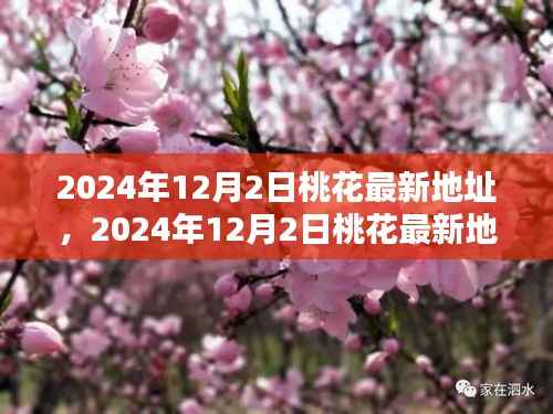 揭秘,2024年12月2日桃花盛开之地,探寻美好时光之旅