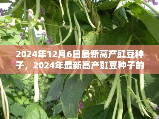 建议,2024年最新高产豇豆种子的诞生及其影响