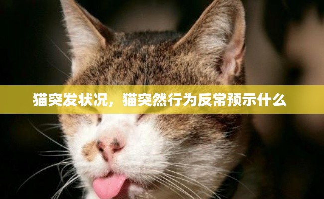 猫突发状况,猫突然行为反常预示什么