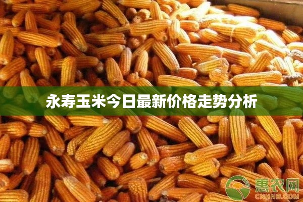 永寿玉米今日最新价格走势分析