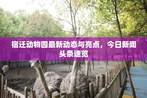 宿迁动物园最新动态与亮点,今日新闻头条速览