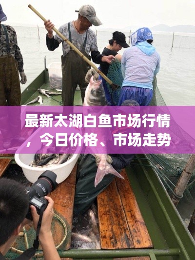 最新太湖白鱼市场行情,今日价格、市场走势及消费者反应一网打尽