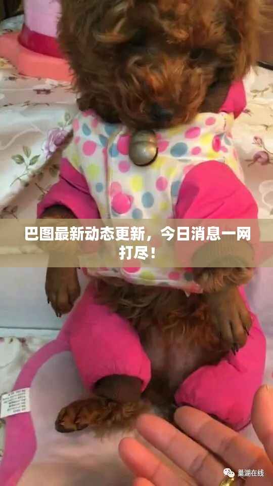 巴图最新动态更新,今日消息一网打尽!