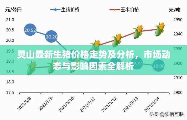 灵山最新生猪价格走势及分析,市场动态与影响因素全解析