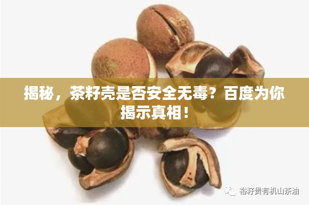 揭秘,茶籽壳是否安全无毒?百度为你揭示真相!