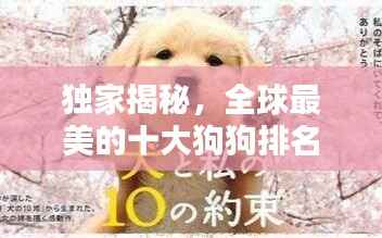 独家揭秘,全球最美的十大狗狗排名榜单!