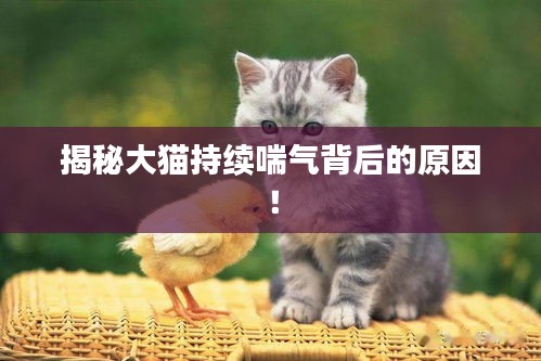 揭秘大猫持续喘气背后的原因!