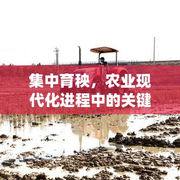 集中育秧,农业现代化进程中的关键举措