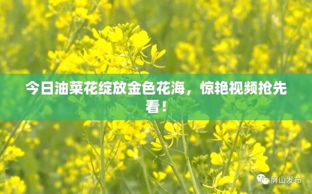 今日油菜花绽放金色花海,惊艳视频抢先看!